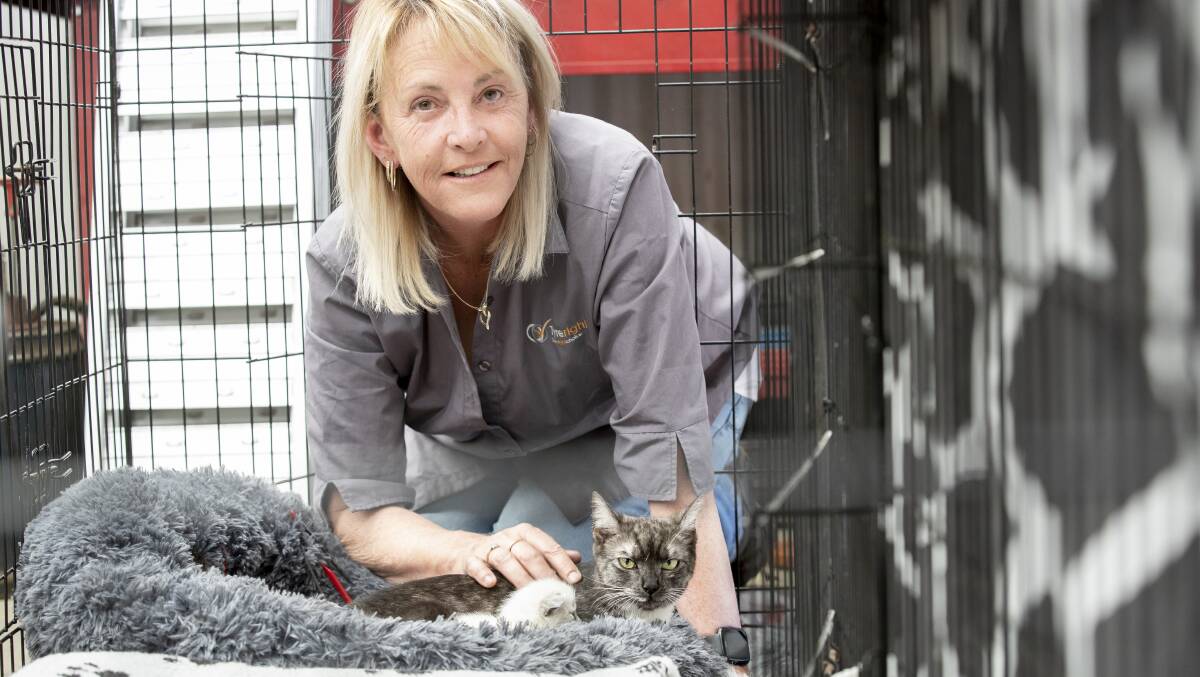 Tania Bailey with Pepper and her litter of two-week-old kittens. Picture: Sitthixay Ditthavong