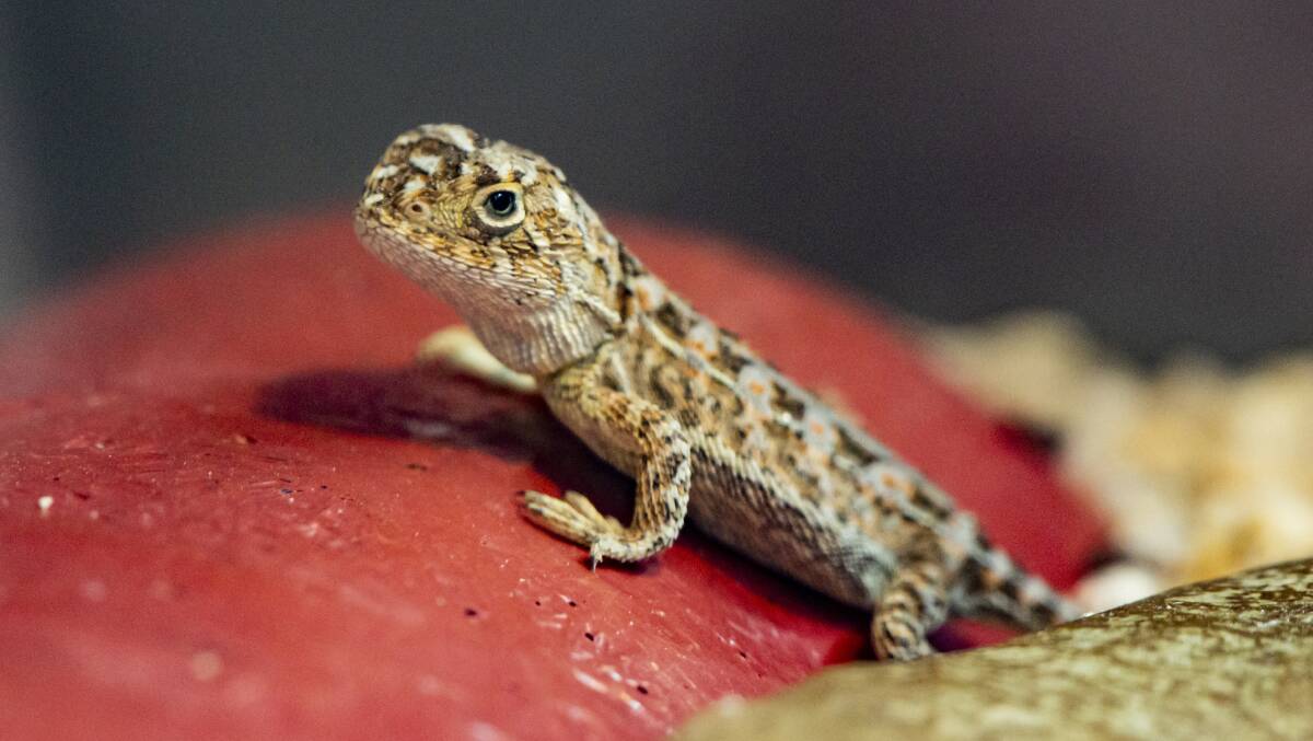 A baby grassland earless dragon, pictured when it was 11 days old, at Melbourne Zoo. Picture: Melbourne Zoo