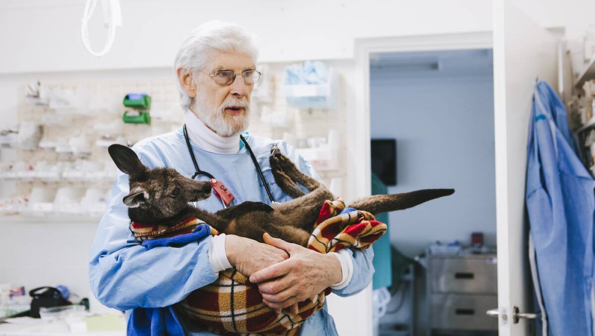 Dr Howard Ralph with an emergency patient, a very unwell joey. Picture: Jamila Toderas