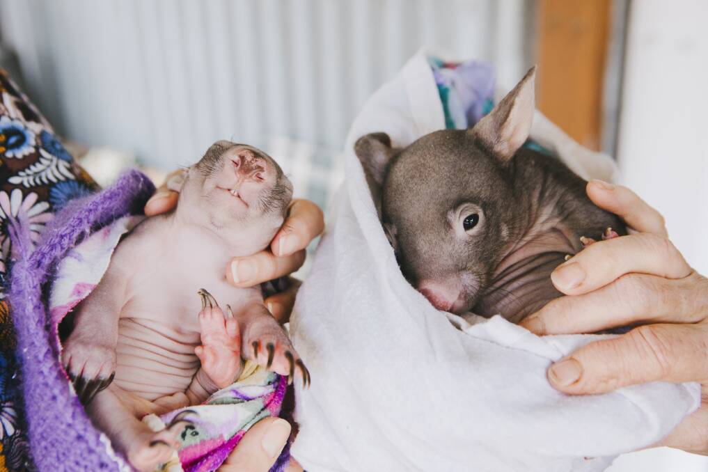Baby wombats at the clinic. Picture: Jamila Toderas