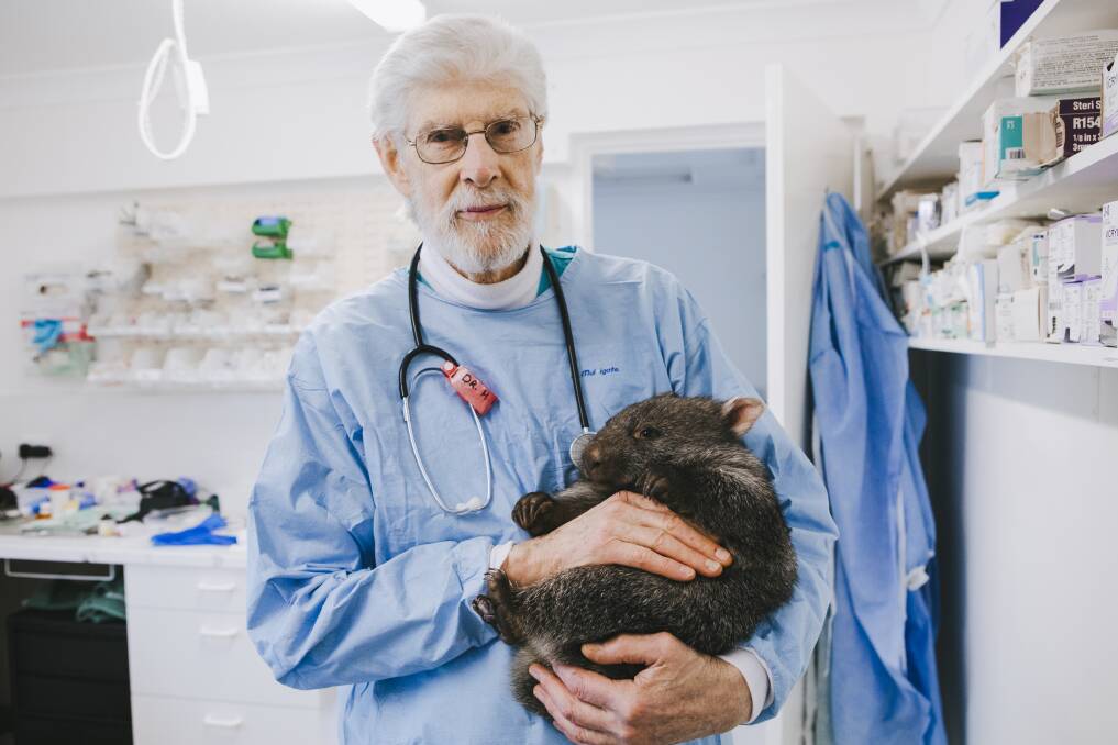 Southern Cross Wildlife Care was founded by veterinary surgeon Dr Howard Ralph and his wife Glenda. Dr Ralph is pictured with wombat Pete. Picture: Jamila Toderas