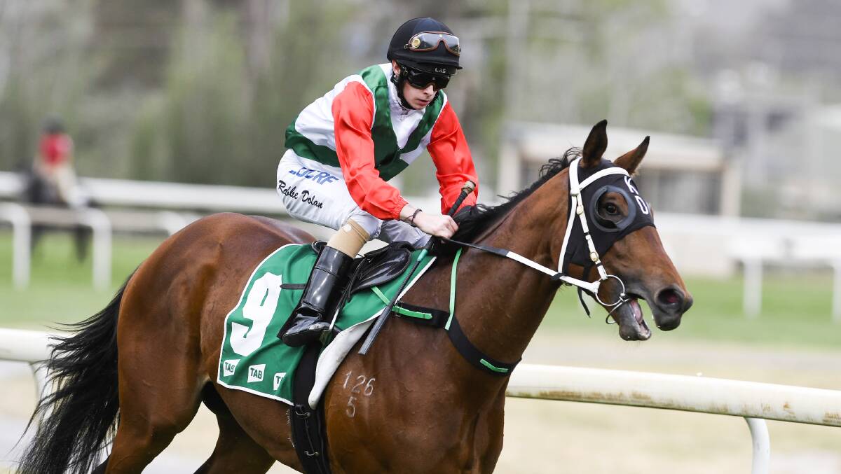 Keith Dryden's Gunga Din will race in the Highway Handicap in Sydney on Saturday. Picture: Dion Georgopoulos