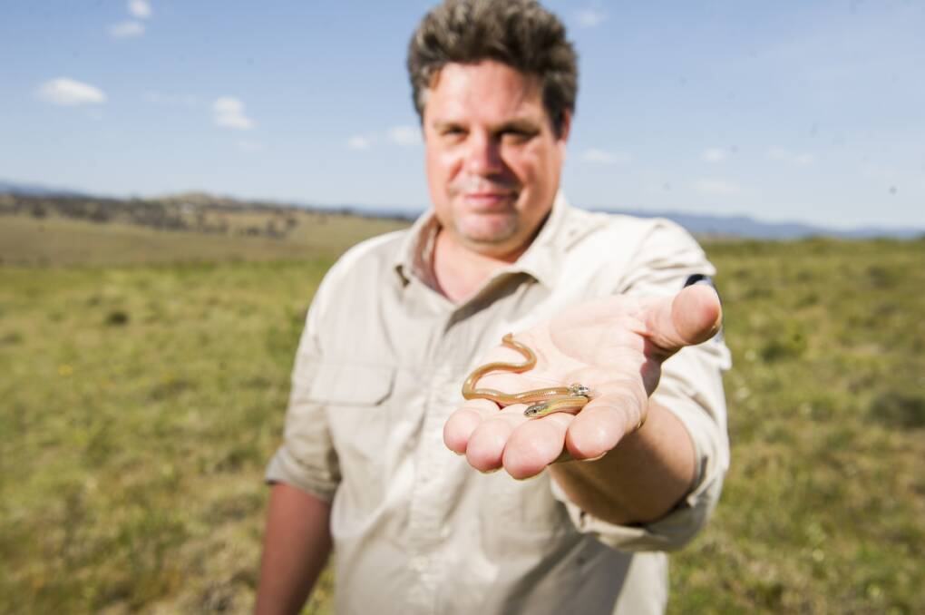 ACT Parks and Conservation Service research ecologist Ben Croak with a striped legless lizard, which has been fitted with a tiny radio transmitter. Picture: Dion Georgopoulos