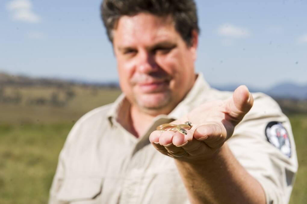 ACT Parks and Conservation Service research ecologist Ben Croak with a striped legless lizard in Kama Nature Reserve. Picture: Dion Georgopoulos