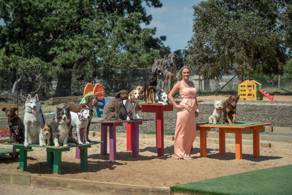 Pups4Fun has its own dog park, near Queanbeyan. The dogs are transported out there each day.. Picture: Karleen Minney