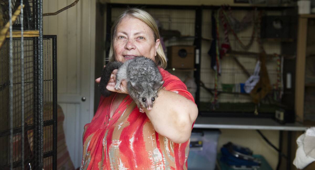 ACT Wildlife volunteer Michelle Johnson with a baby brushtail possum at her Kambah home. Picture: Dion Georgopoulos