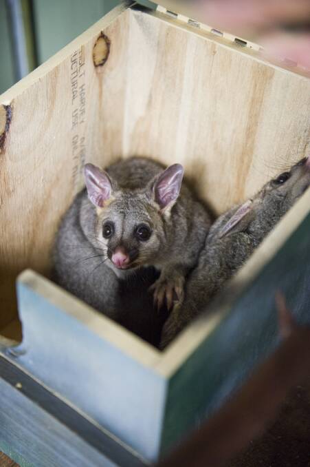 ACT Wildlife president Marg Peachey suggests putting out apples for possums. Picture: Dion Georgopoulos