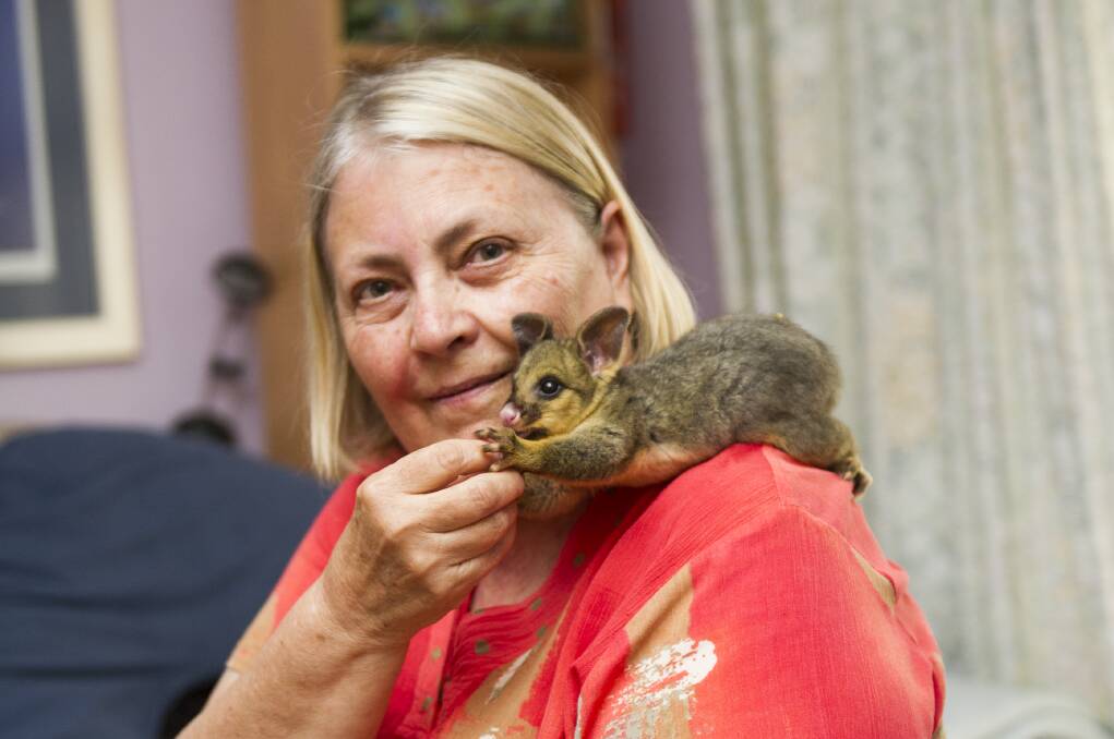 ACT Wildlife volunteer Michelle Johnson with a baby brushtail possum. Picture: Dion Georgopoulos