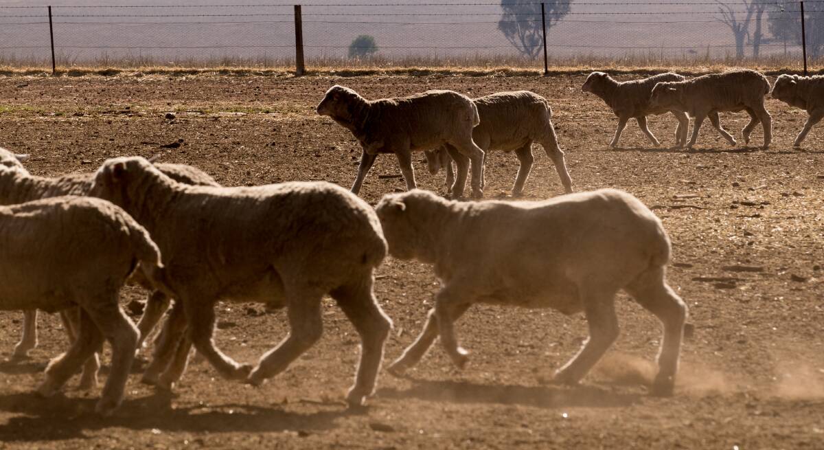 Livestock have borne the brunt of much of the flow-on effects from increasingly dry weather. Picture: Janie Barrett