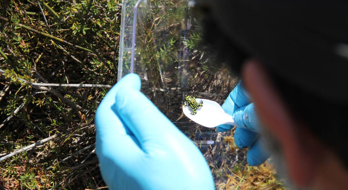 Rangers released 600 endangered northern corroboree frogs on Tuesday, as part of a last-ditch breeding program to save the species. Picture: Blake Reeves