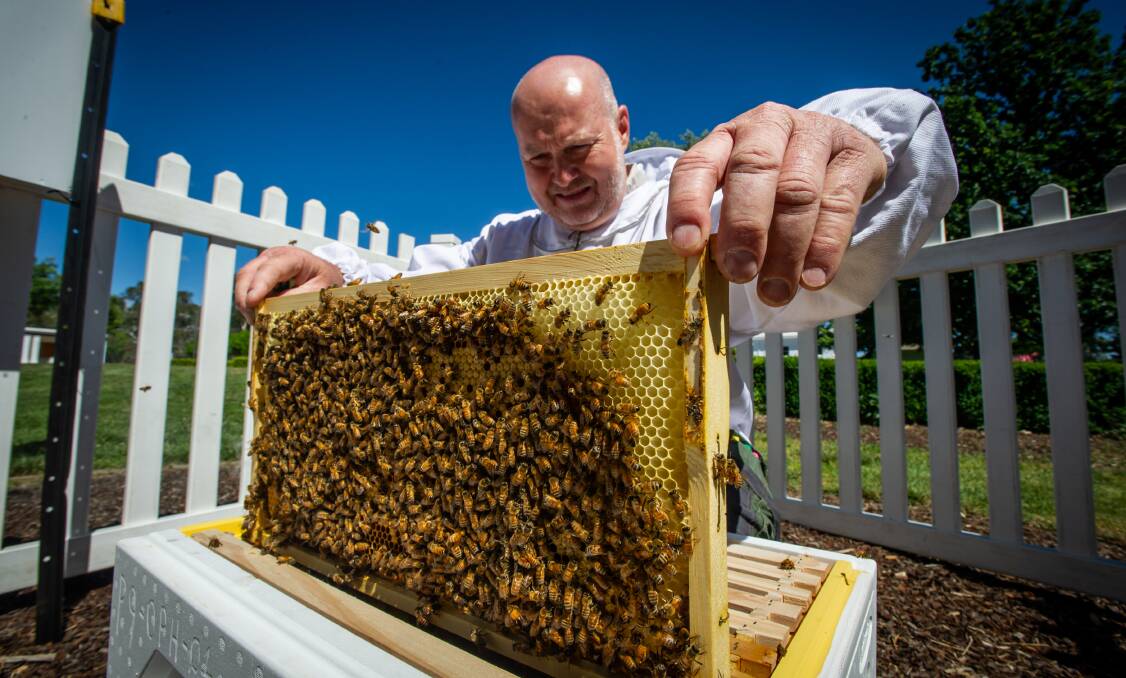 Apiarist Jeff Matsen inspects the new home of a hive of honey bees at Old Parliament House rose garden. Picture: Karleen Minney