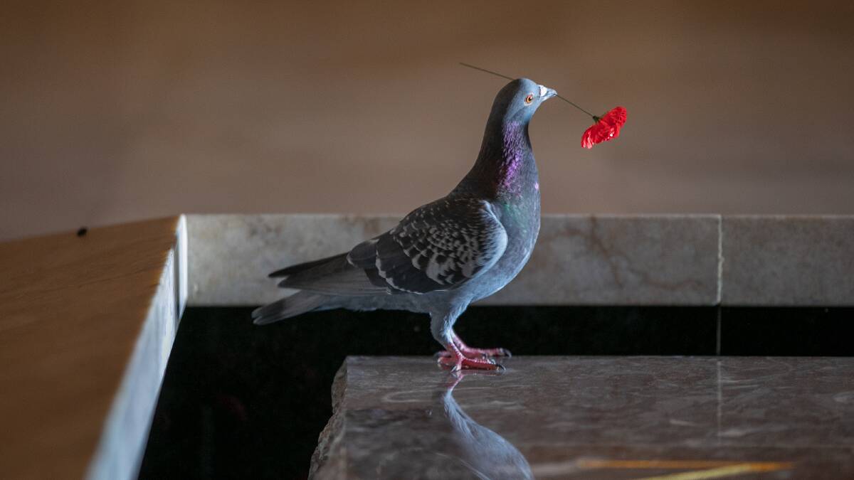A pigeon has made its nest in the Australian War Memorial's Hall of Memory by stealing poppies from the Tomb of the Unknown Soldier.