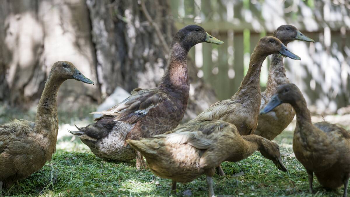 Ducks foraging at the Old Stone House in Bungendore. Picture: Sitthixay Ditthavong