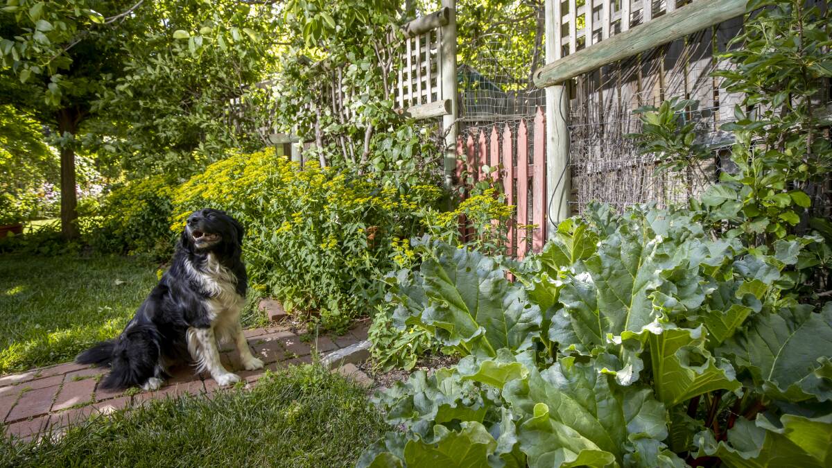 Resident border collie Harry with some rhubarb at the Old Stone House in Bungendore. Picture: Sitthixay Ditthavong