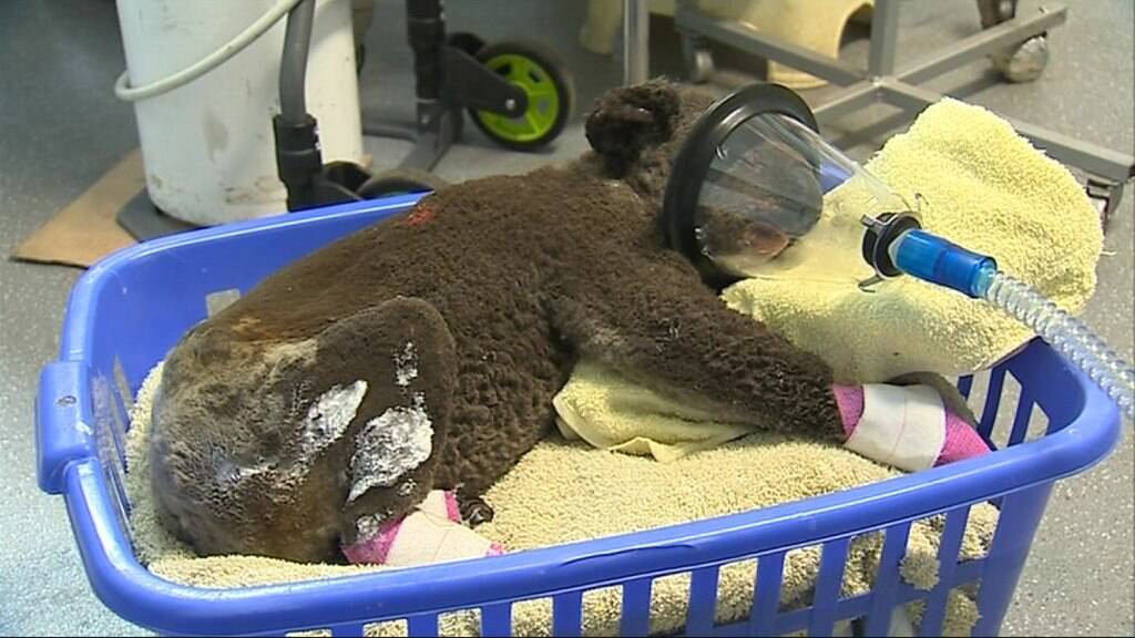 A koala, dubbed 'Peter' at the Koala Hospital Port Macquarie, was found injured at the Lake Innes Nature Reserve after bushfires. Picture: Koala Hospital Port Macquarie
