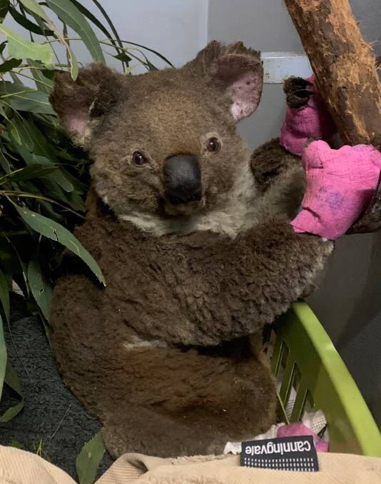 Another koala, given the name 'Anwen' was also found injured at Lake Innes Nature Reserve after Friday's bushfires. Picture: Koala Hospital Port Macquarie