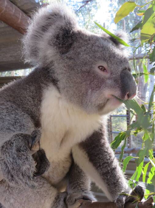 A rescued koala enjoys something to eat. Picture: James Fitzgerald