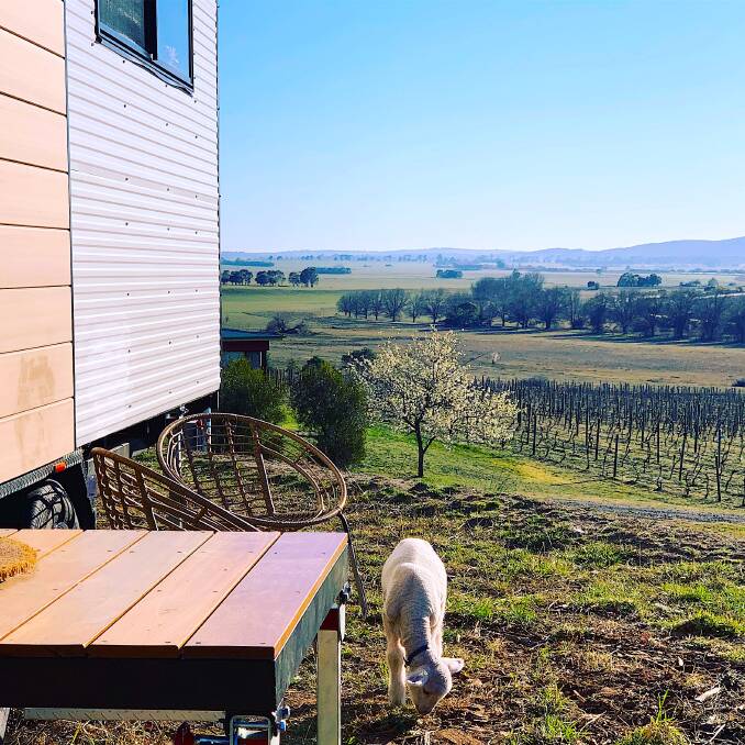 Harry the lamb grazes outside Little George, the aptly-named tiny house at Lake George Winery. Picture: Supplied