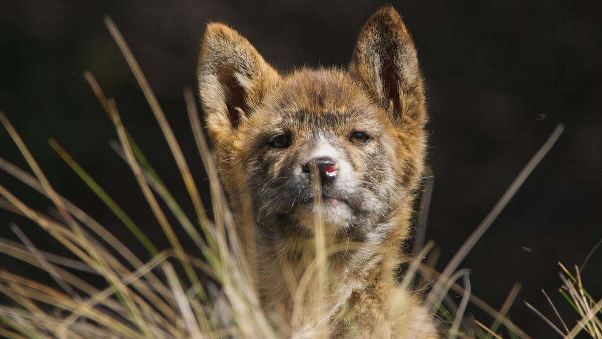 A dingo pup looks out of its den in Namadgi National Park. Picture: Channel Nine