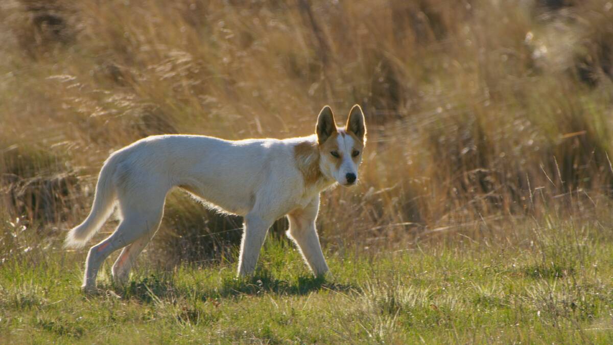 A dingo, now known as BBC, on the lookout for prey in Namadgi National Park. Picture: Channel Nine