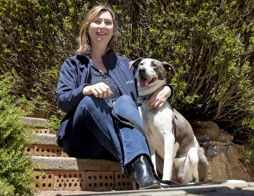 RSPCA ACT chief executive Michelle Robertson, with Pepper, who is looking for a new home. The RSPCA is offering discounted dog adoptions for the next two weeks to clear a backlog of dogs with the organisation. Picture: Sitthixay Ditthavong