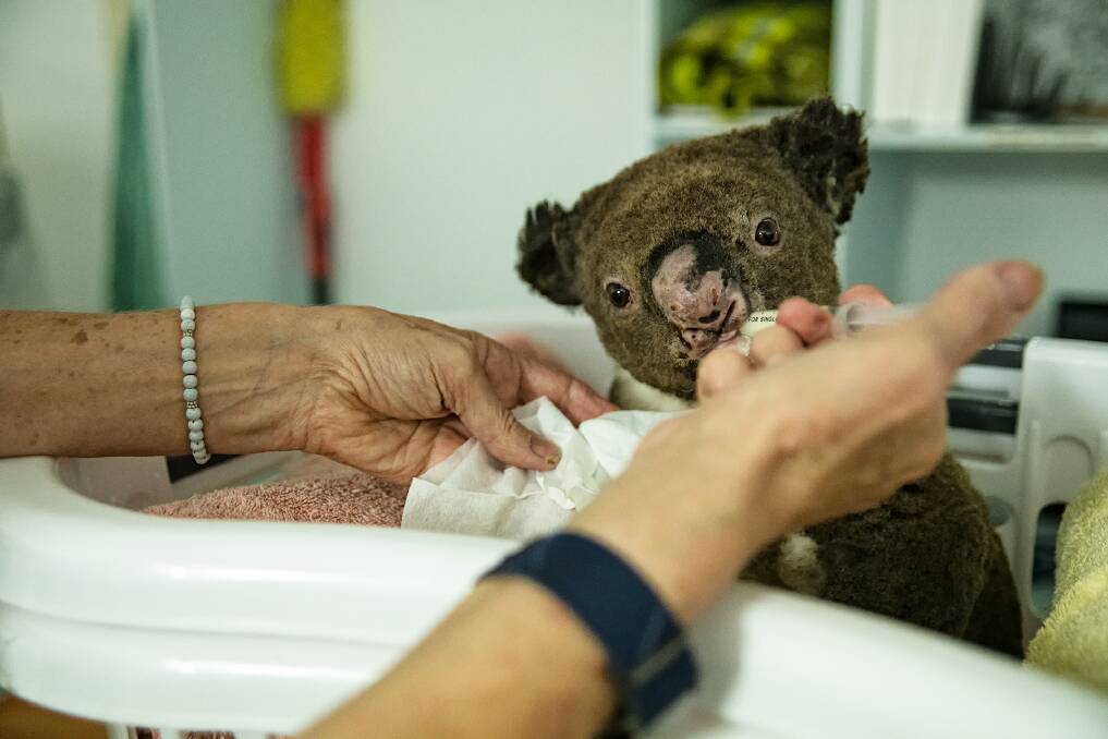 A long-awaited drink for this little koala being cared for at Port Macquarie Koala Hospital. Picture: Aidan Kean