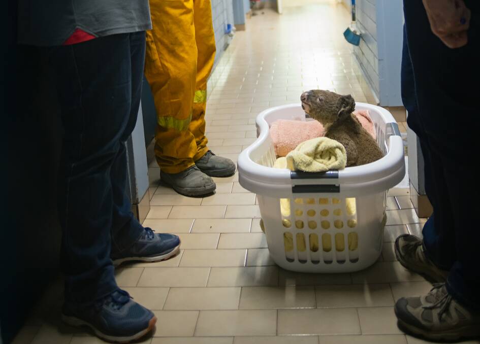 The koalas are bundled in laundry baskets with blankets and provided with eucalyptus leaves while they recover. Picture: Aidan Kean
