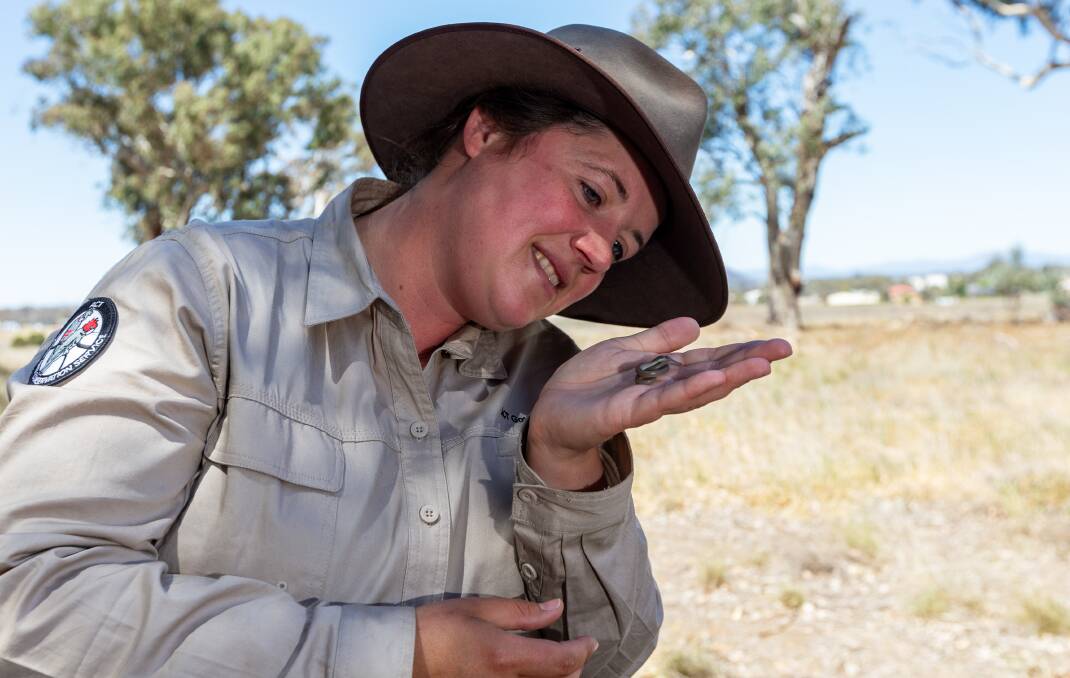 ACT Parks and Conservation ecologist Thea O'Loughlin with a striped legless lizard, one of the species that calls the Franklin Grasslands home. Picture: Sagi Biderman