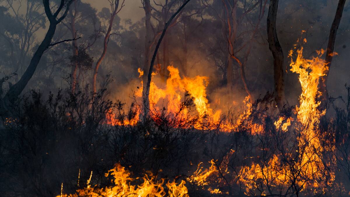 Continued spot fires linger from the NSW Tallaganda forest fire in Little Bombay. Picture: Dion Georgopoulos