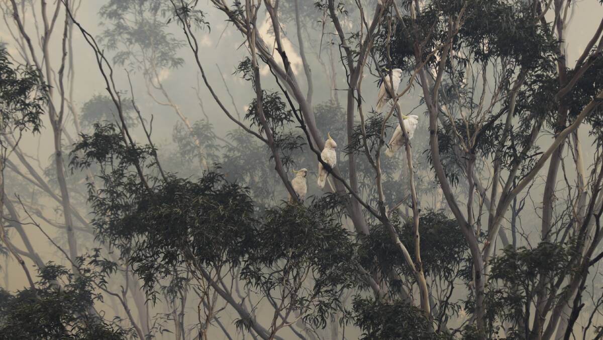 Cockatoos seen in the trees near a bushfire south of Braidwood from the North Black Range. Picture: Alex Ellinghausen