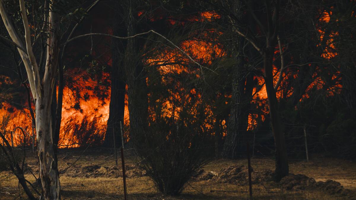 Trees go up in flames on Sunday afternoon near Jinglemoney Road. Picture: Jamila Toderas
