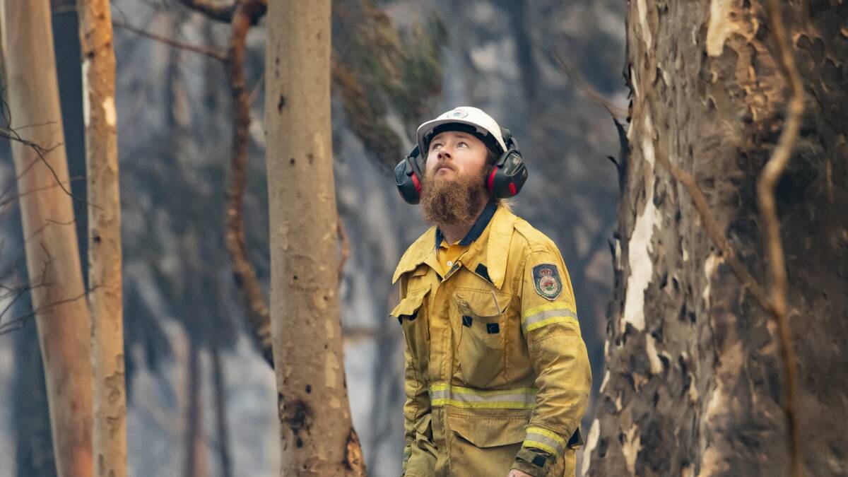 A NSW Rural Fire Service volunteerlooks for dangerous trees along the Princes Highway in the wake of the Currowan bushfire. Picture: Sitthixay Ditthavong