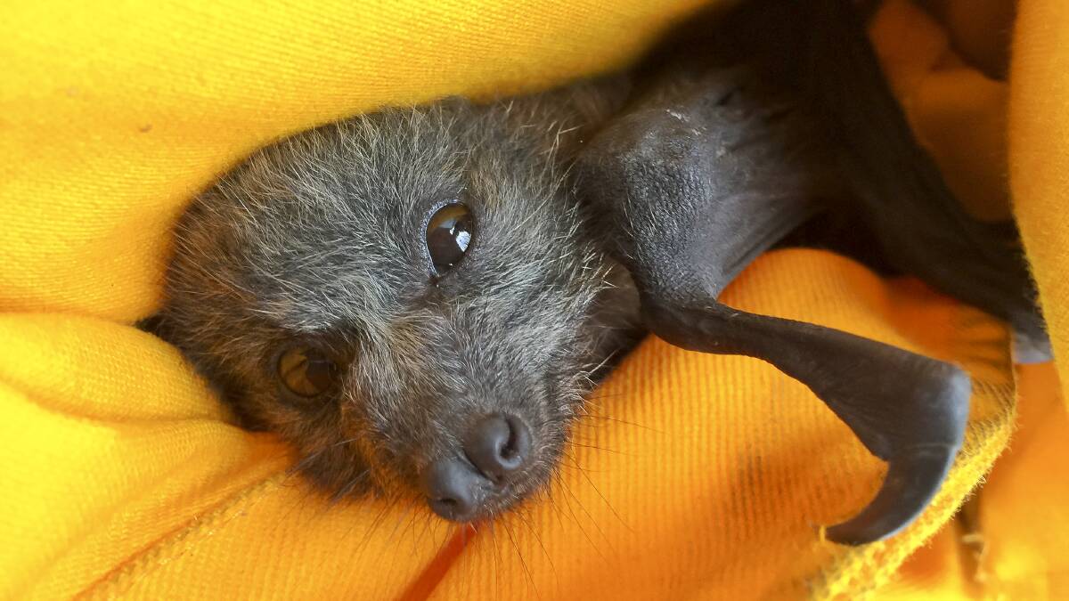 Barrie Tabourie the flying fox was found injured and crying near a burned out stretch of land in Lake Tabourie the day after a bushfire swept through the area. Picture: Sitthixay Ditthavong