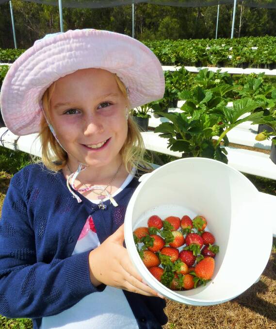 Sarah, Tim's daughter, shows off some of freshly picked strawberries. Picture: Tim the Yowie Man