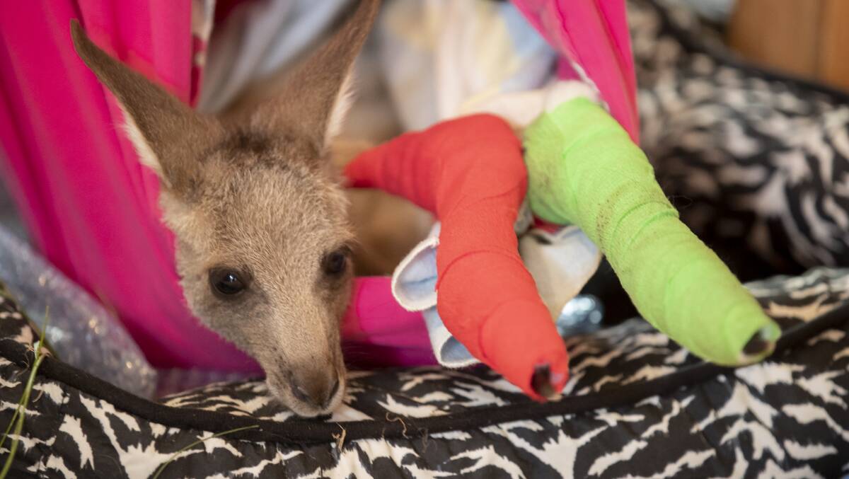An Eastern Grey kangaroo joey rescued from bushfires near Braidwood. More than one billion animals are believed to have perished in fires across Australia this season. Picture: Sitthixay Ditthavong