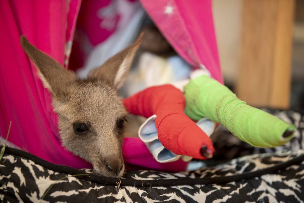 How you can help - not harm - wild animals recovering from bushfires | The  Canberra Times | Canberra, ACT
