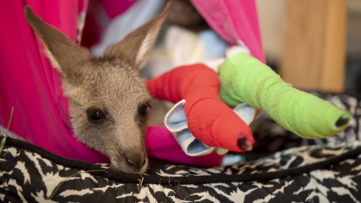 Dino the eastern grey kangaroo joey was rescued from the Braidwood fire with burnt feet. He is pictured here with his legs bandaged in a makeshift pouch in Braidwood. Picture: Sitthixay Ditthavong