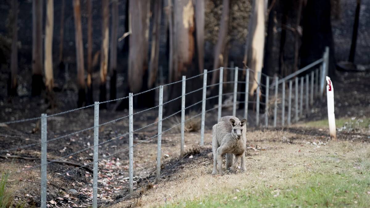 An Eastern Grey kangaroo is seen near fire-affected areas on the Princes Highway in December. Conservationists say Australia's environmental laws should be strengthened in the wake of the bushfires. Picture: Sitthixay Ditthavong