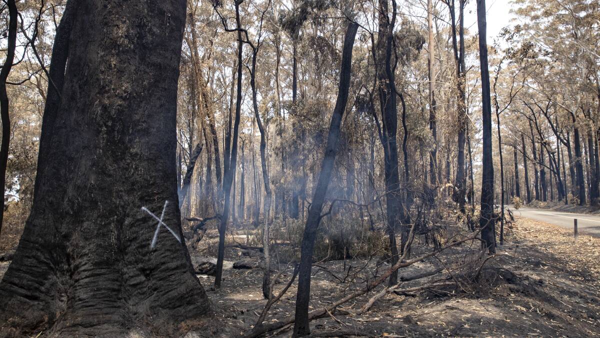 After the fires on Mt Agony road in December 2019: coastal forests will soon have greater protections. Picture: Sitthixay Ditthavong