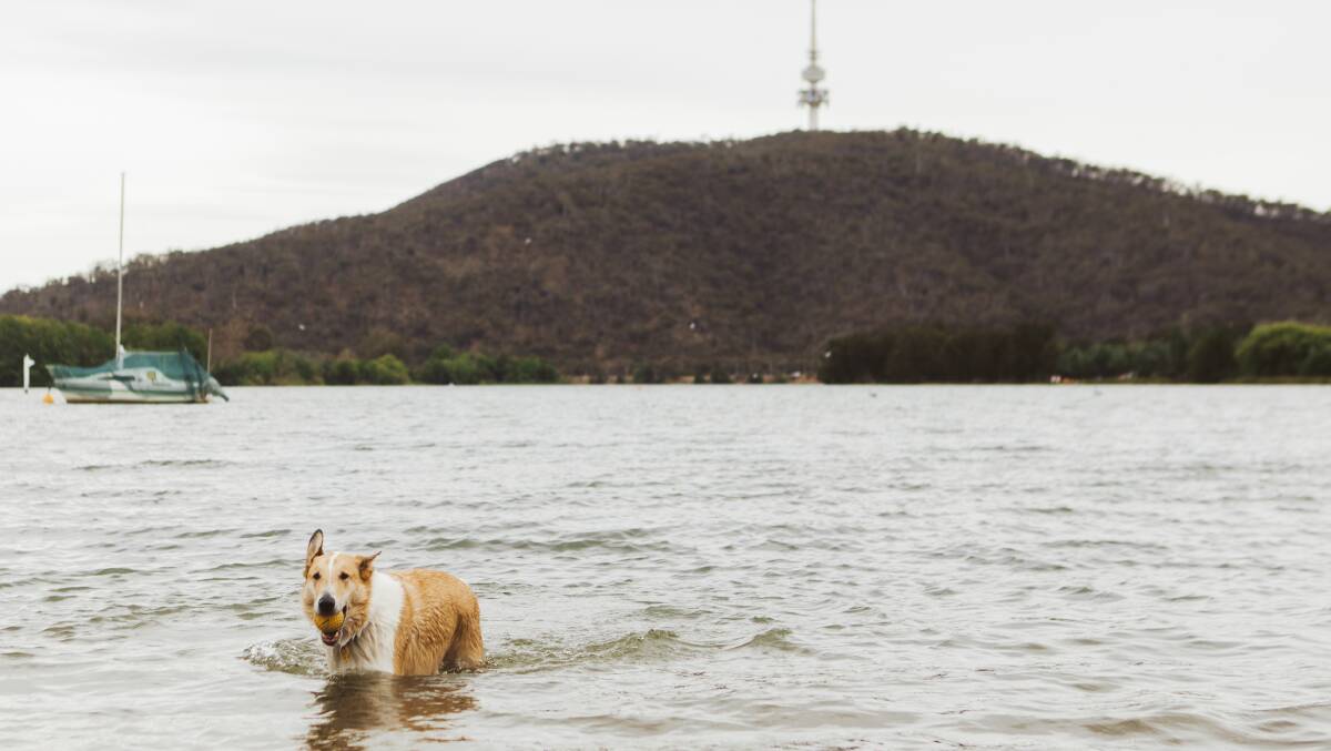 Samson the Smooth Collie cools down at Yarralumla bay. Picture: Jamila Toderas