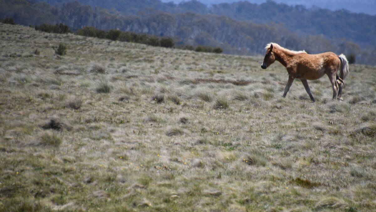 A feral horse at Tantangara in the Kosciuszko National Park close to the ACT border.