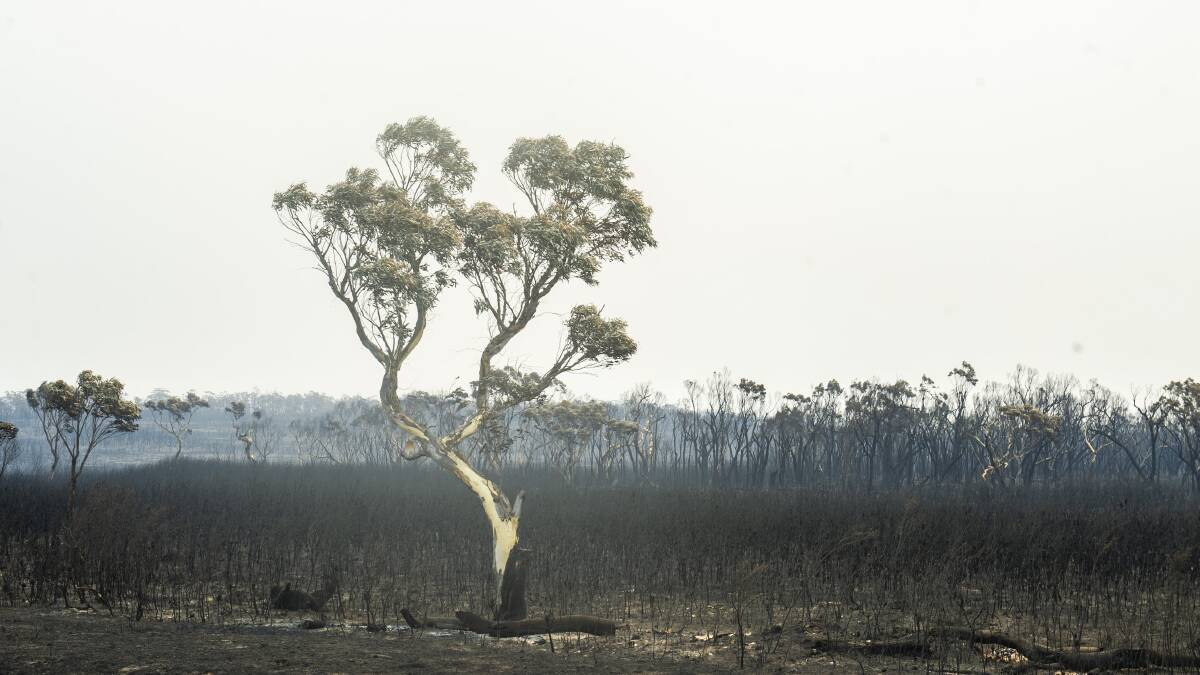 Nearly $90 million over the next 10 years will be spent on bushfire research. Picture: Dion Georgopoulos