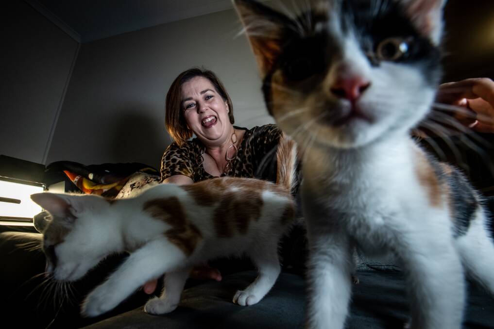 Canberra Street Cat Alliance president Vanessa Parton with some the kittens. Picture: Karleen Minney