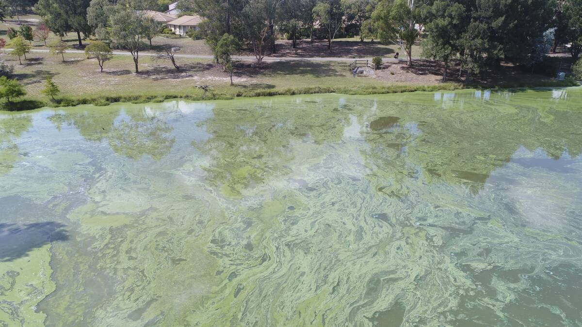 A drone image of Lake Tuggeranong covered in blue-green algae, taken on March 21, 2019. DCIM\100MEDIA\DJI_0050.JPG
