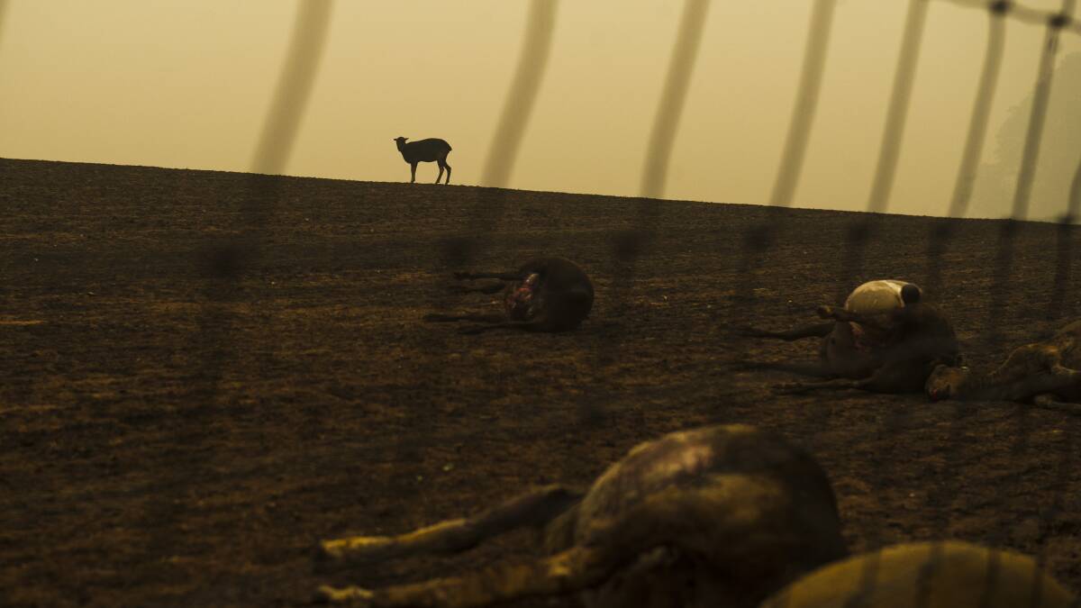 A sheep stands in a paddock in the wake of the Dunns Road fire. Picture: Dion Georgopoulos