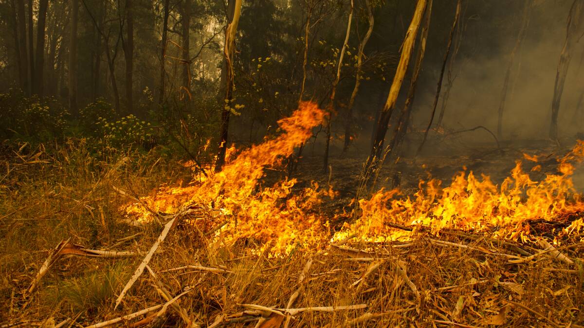 Australia's bushfire crisis has pushed charities to call for action on climate change. Picture: Dion Georgopoulos