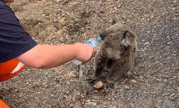 A volunteer feeds water to a koala near Nerriga during the bushfires. Picture: supplied