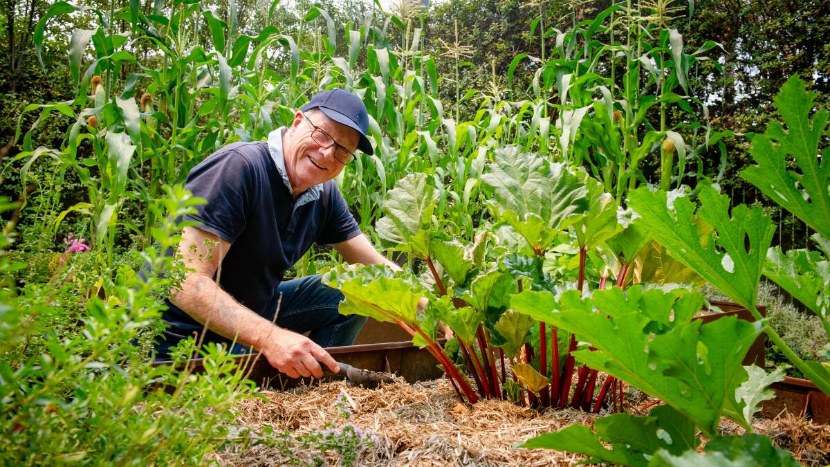 Ron Maginness in his garden with rhubarb and sweet corn. Picture: Elesa Kurtz