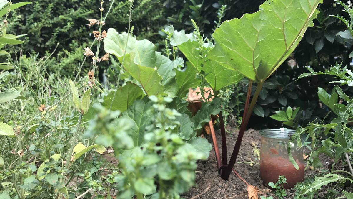 Young rhubarb growing in Kirsten Lawson's garden. Picture: Kirsten Lawson