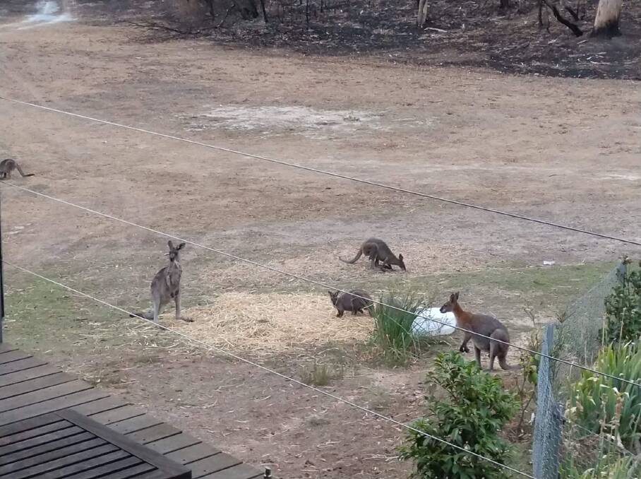 Kangaroos with some of the feed that has been brought in by Canberra Pet Rescue.
